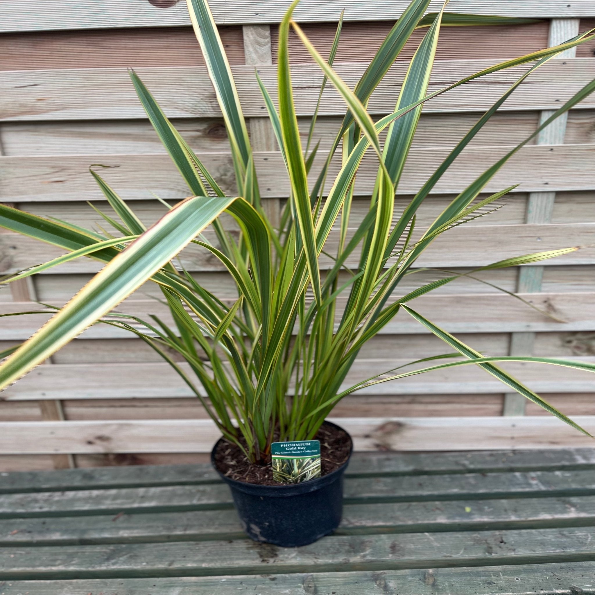Phormium 'Gold Ray' 9cm / 2L