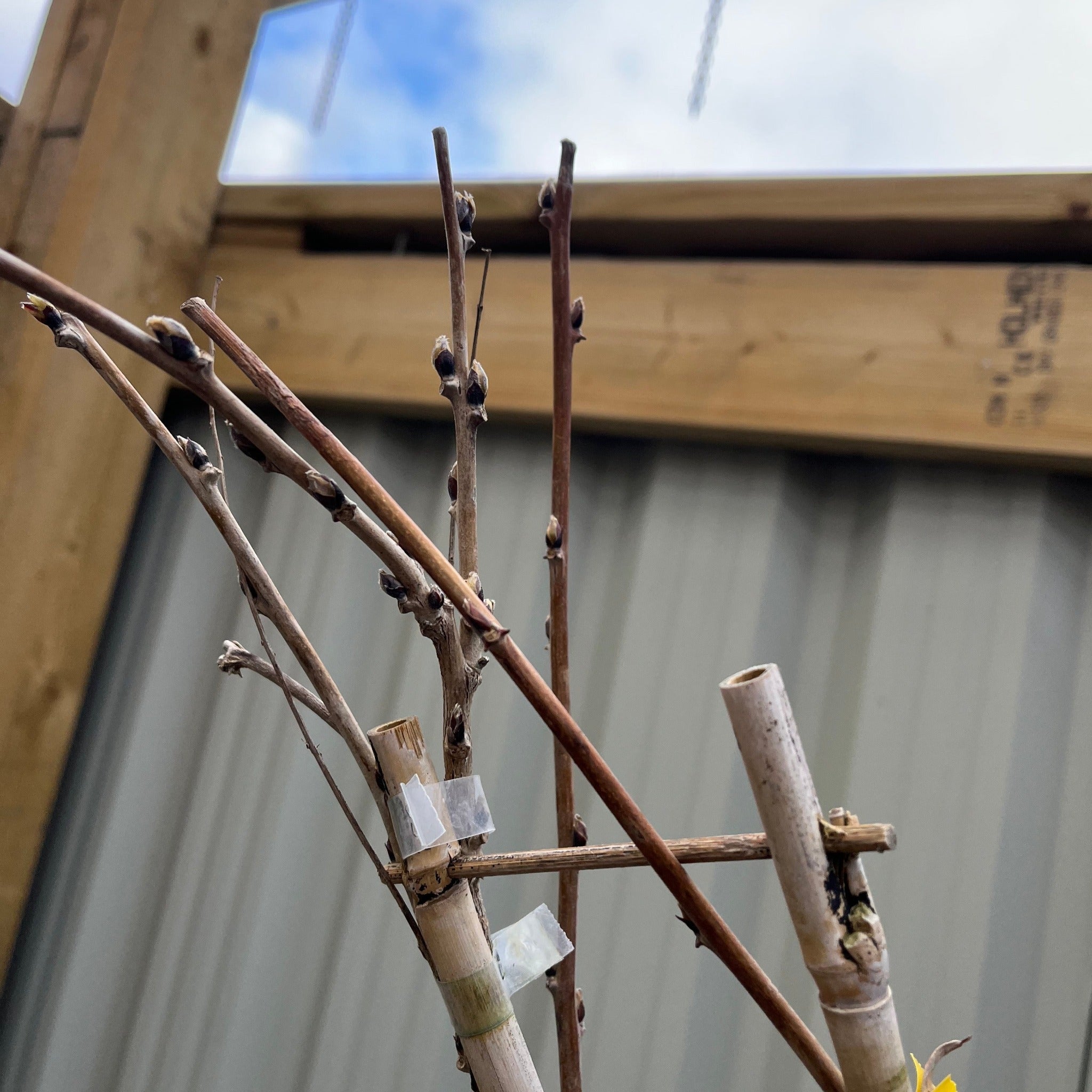 Wisteria floribunda 'Rosea' on Frame 1M 4L