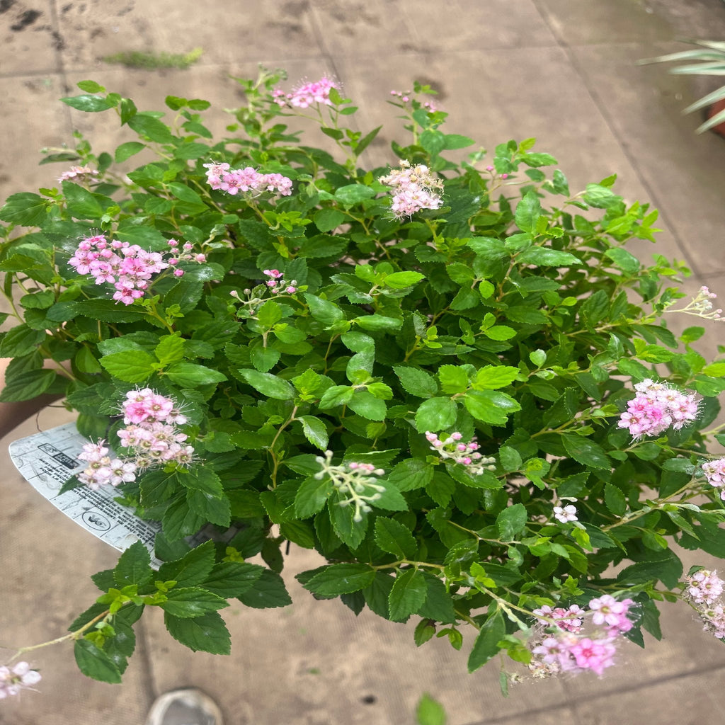 Spiraea japonica 'Little Princess' 9cm / 2L