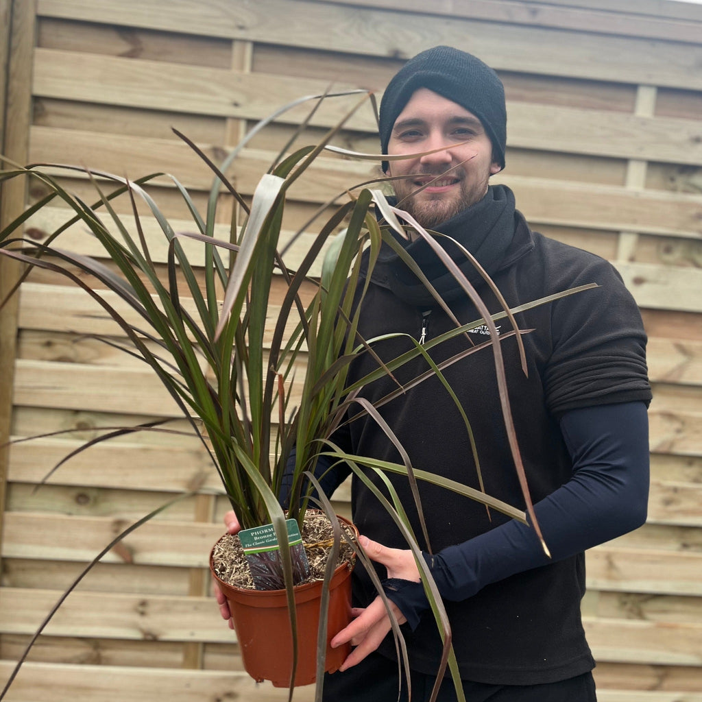 Phormium 'Bronze Baby' 9cm / 2L