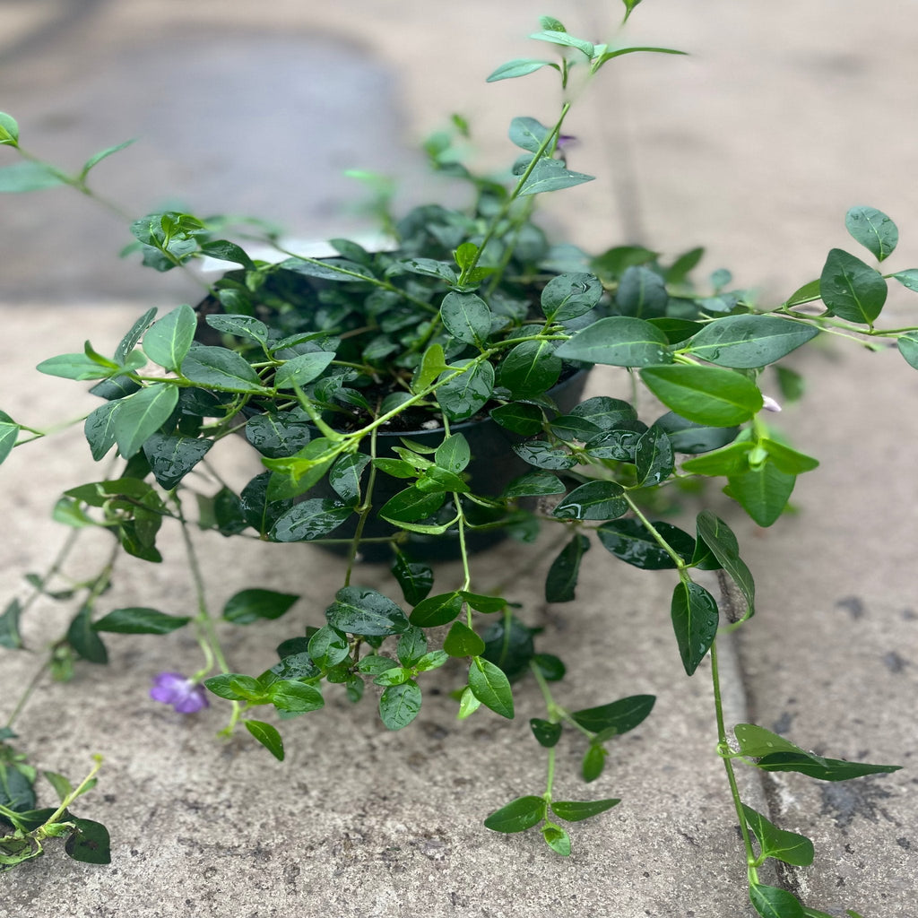 Vinca minor atropurpureum Purple (Periwinkle) 9cm / 2L