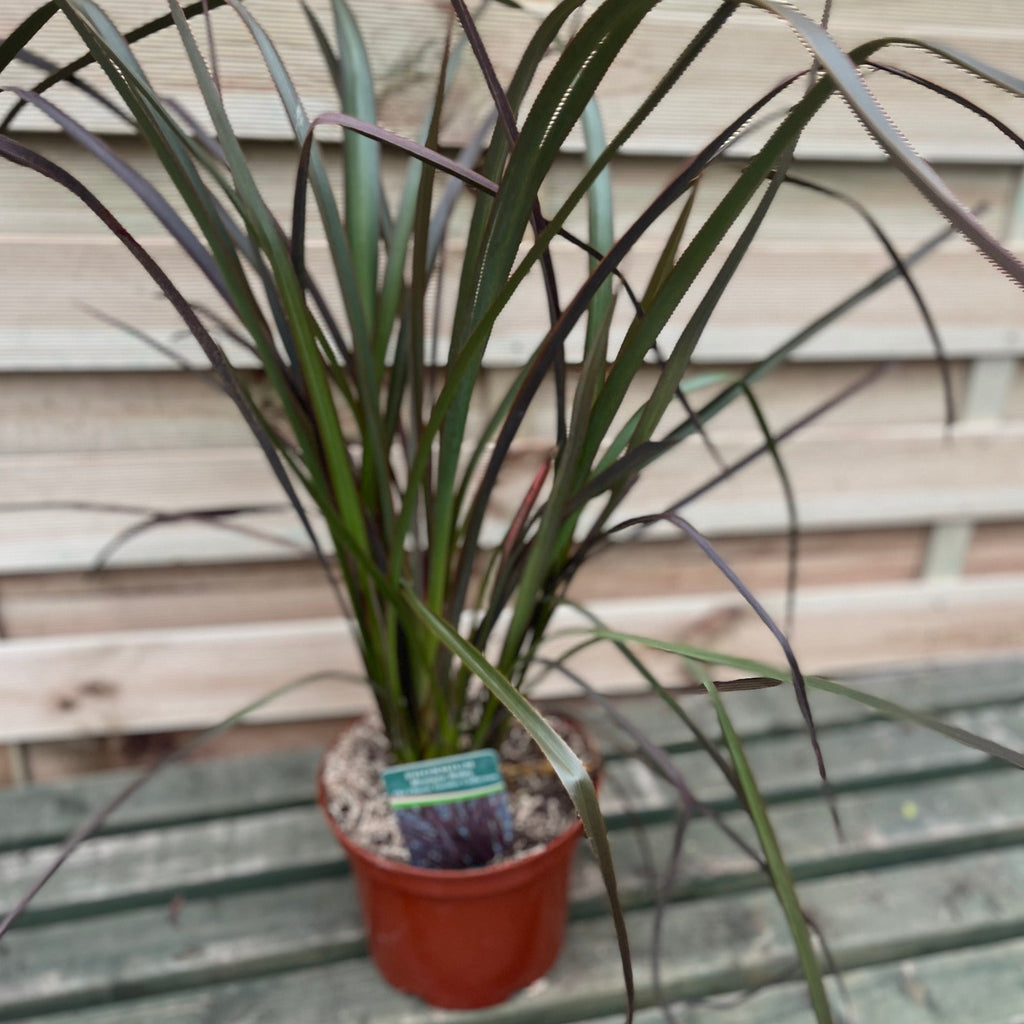 Phormium 'Bronze Baby' 9cm / 2L