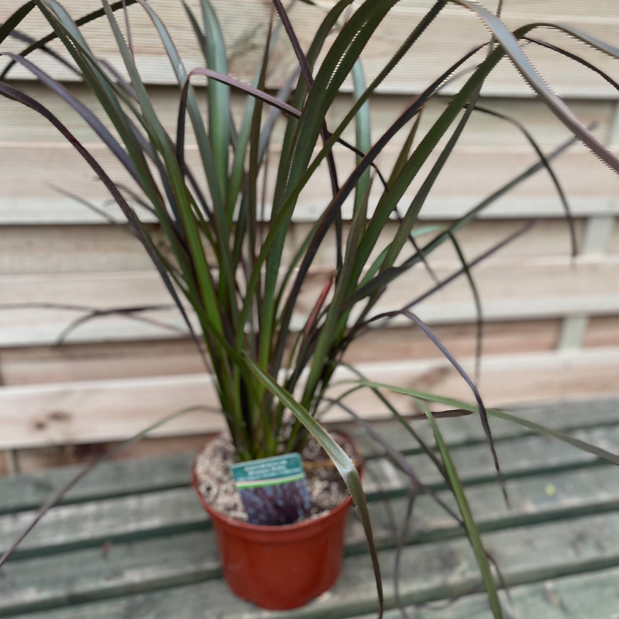 Phormium 'Bronze Baby' 9cm / 2L