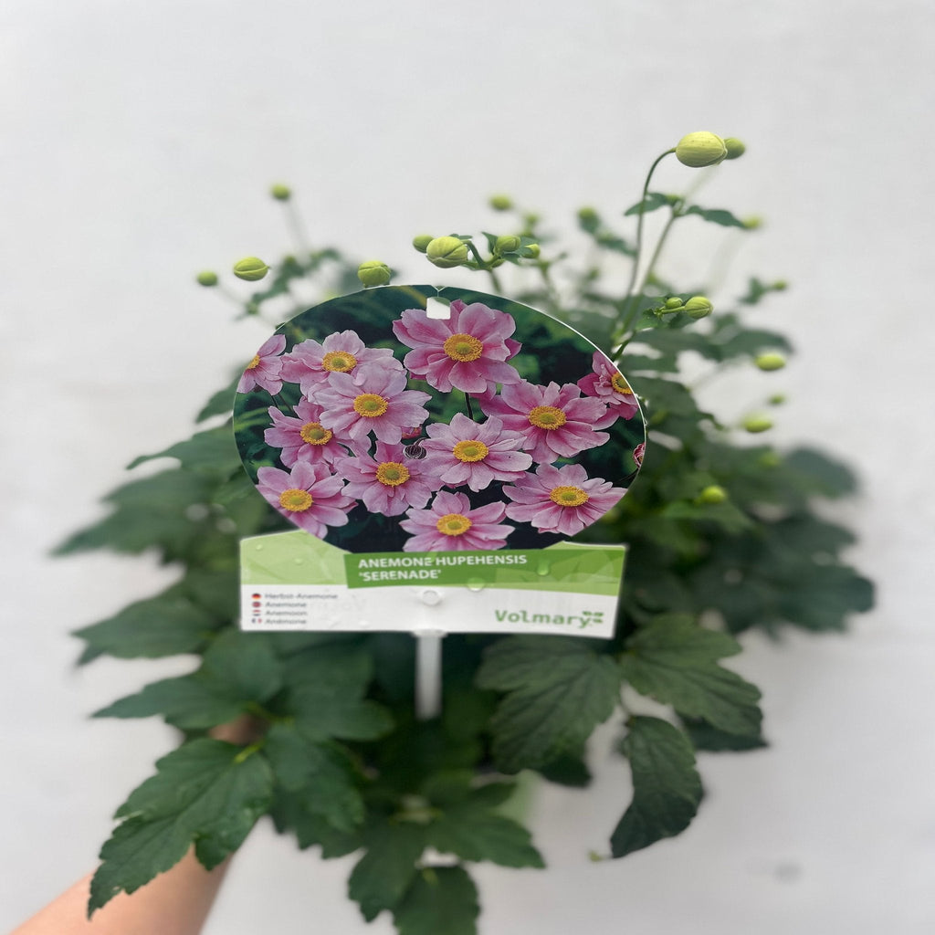 Anemone hupehensis 'Serenade' 2L