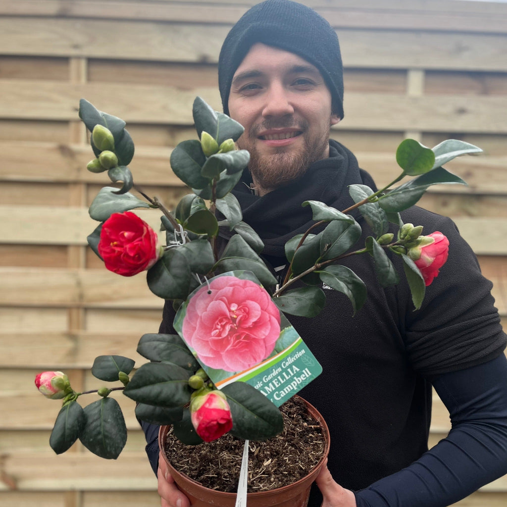 Camellia japonica 'Lady Campbell' 3L