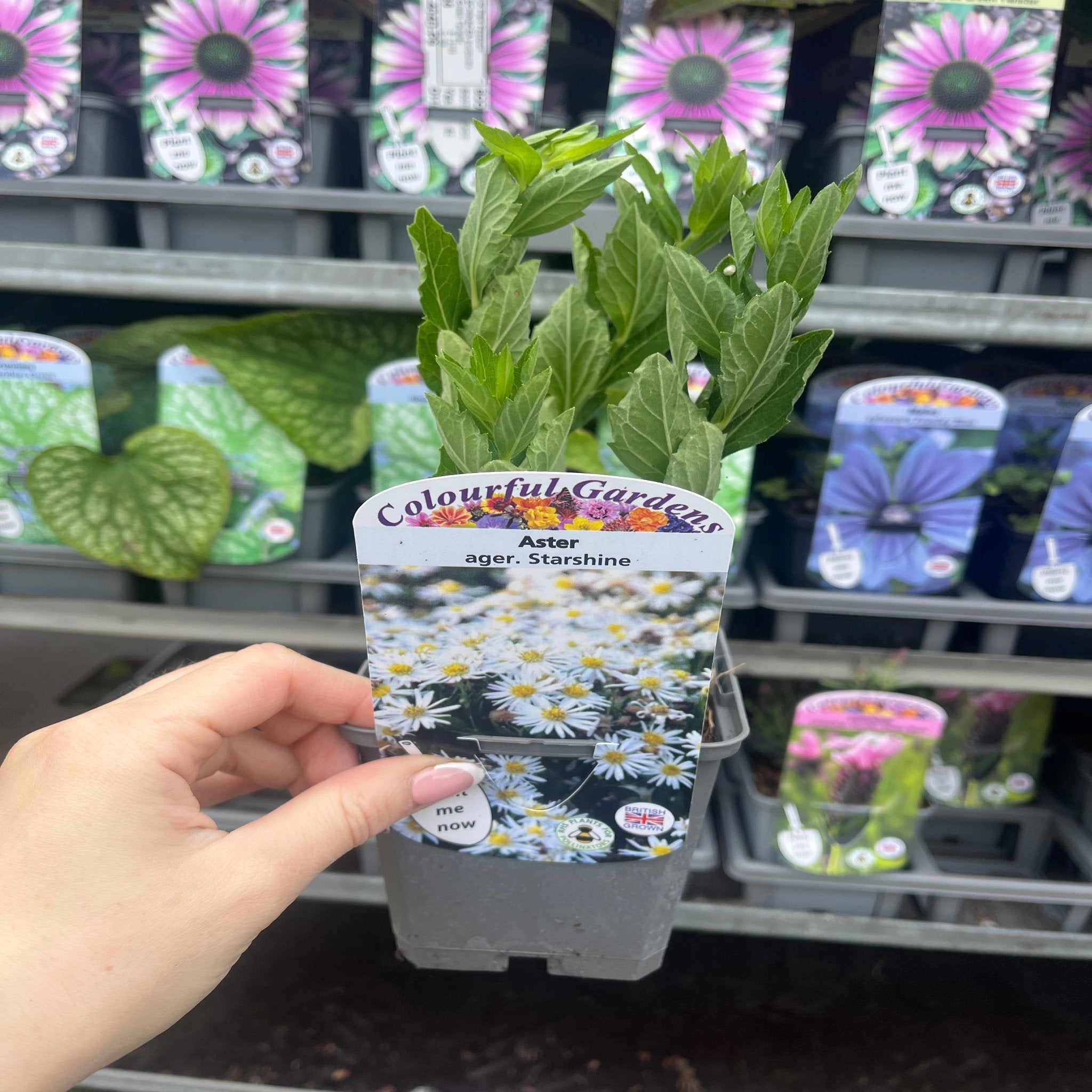 Aster ageratoides 'Starshine' 9cm