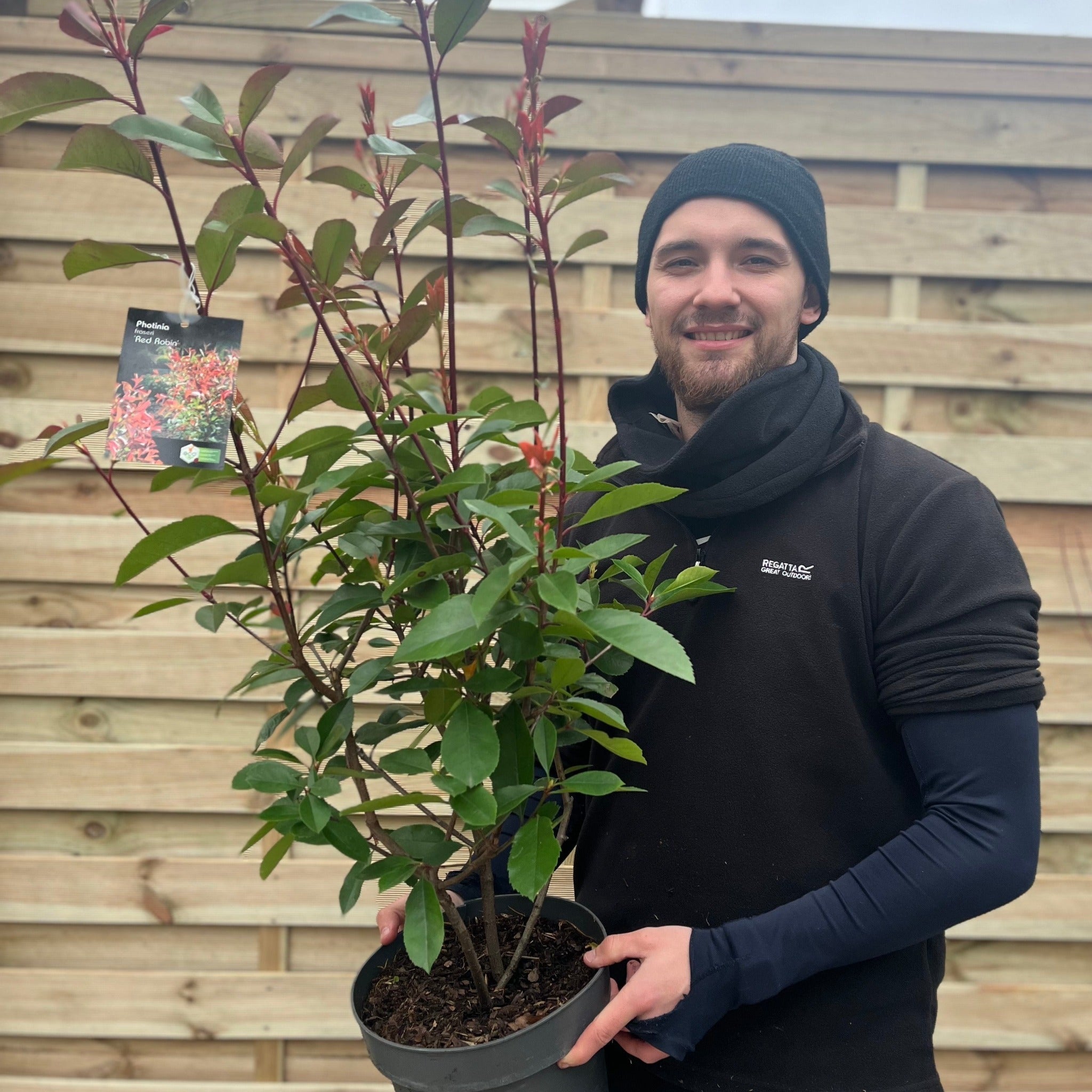 Photinia x fraseri 'Red Robin' 9cm-10L