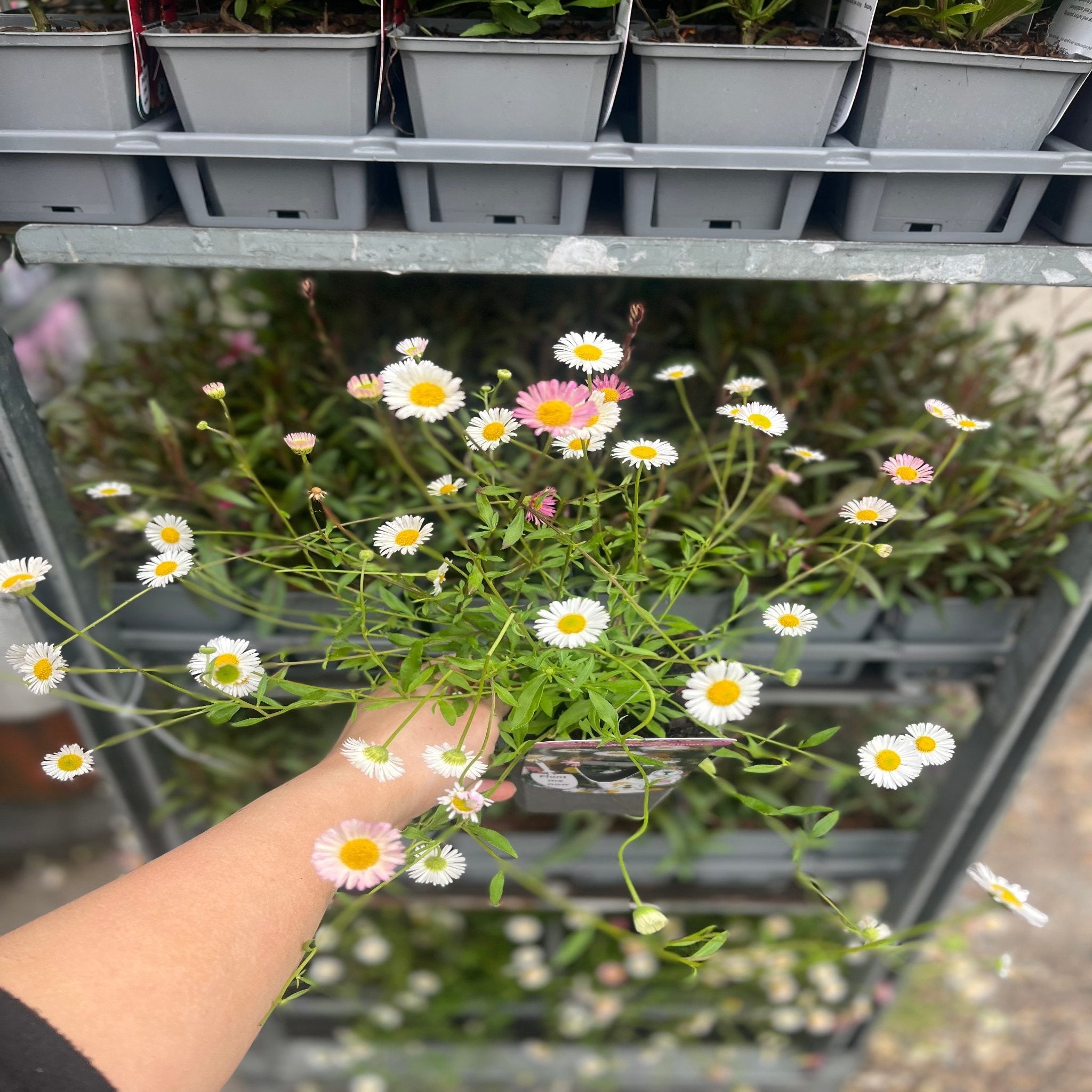 Erigeron karvinskianus profusion 9cm/2L