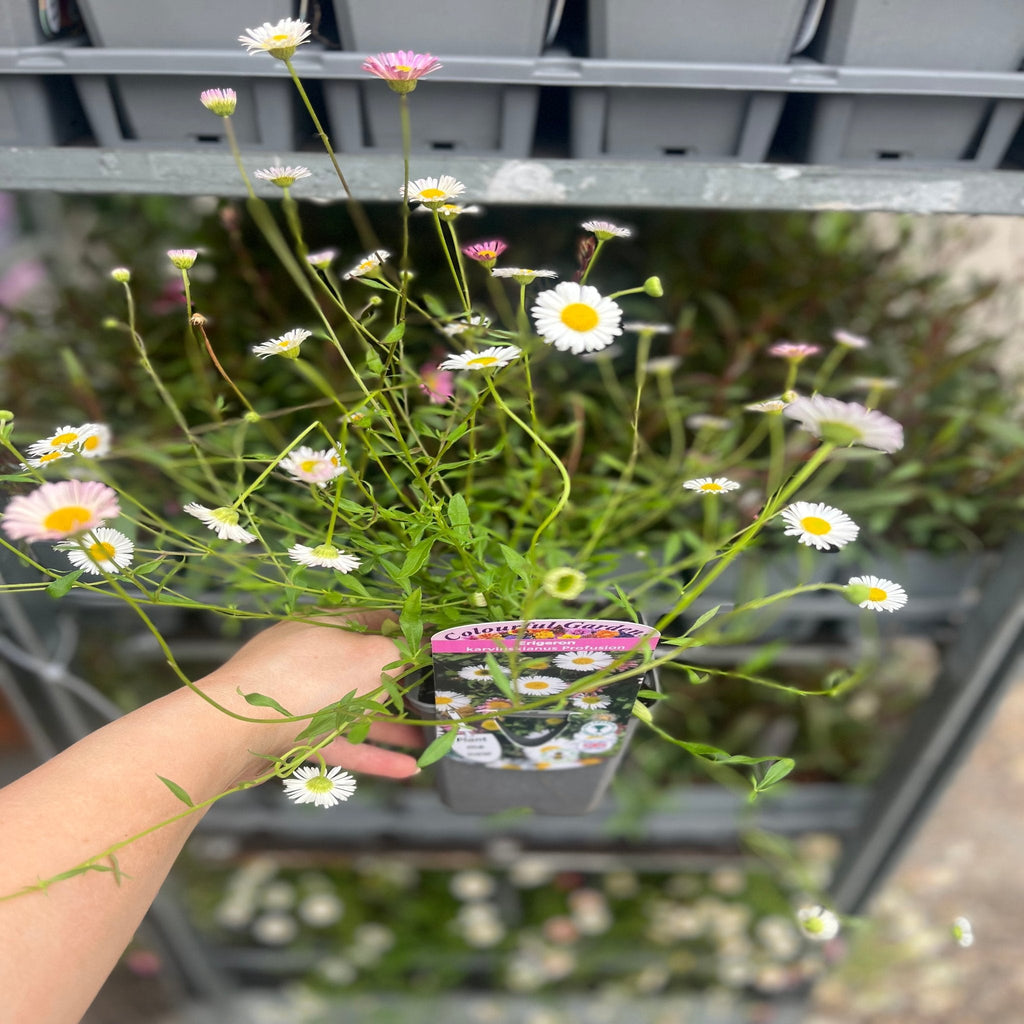 Erigeron karvinskianus profusion 9cm/2L