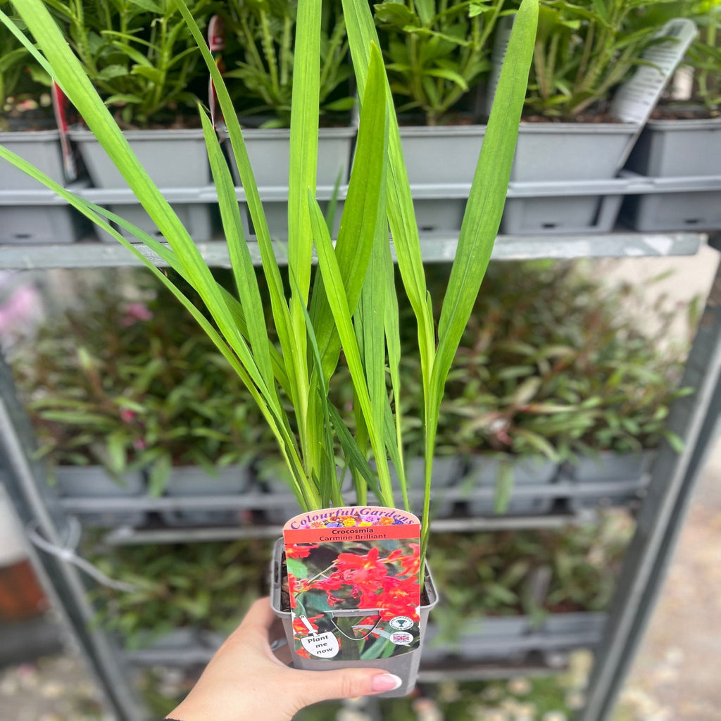 Crocosmia 'Carmine Brilliant' 9cm/2L