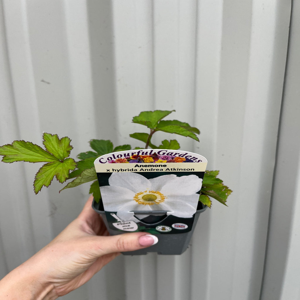 Anemone hupehensis 'Andrea Atkinson' 9cm/ 3L