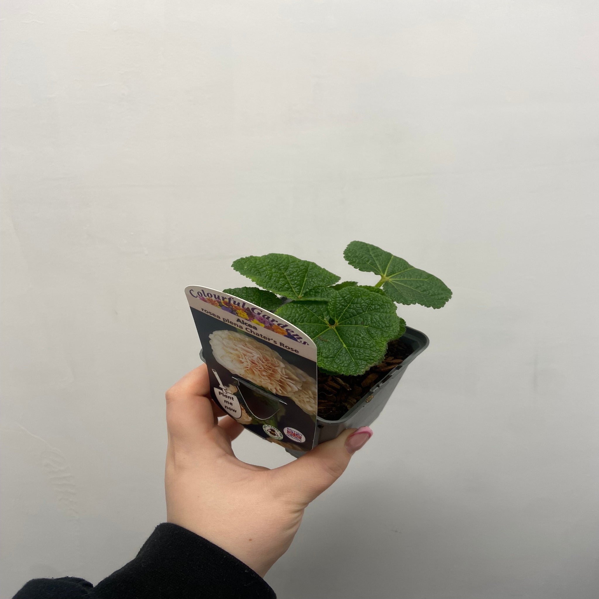 Hollyhock (Alcea) plena 'Chater's Rose' 9cm/1.5L