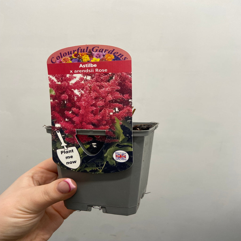 Astilbe arendsii Rose 9cm / 2L