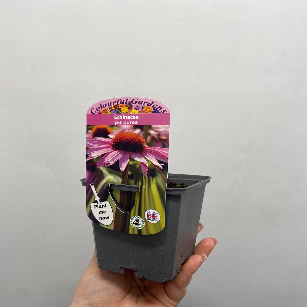 Echinacea purpurea 9cm / 2L