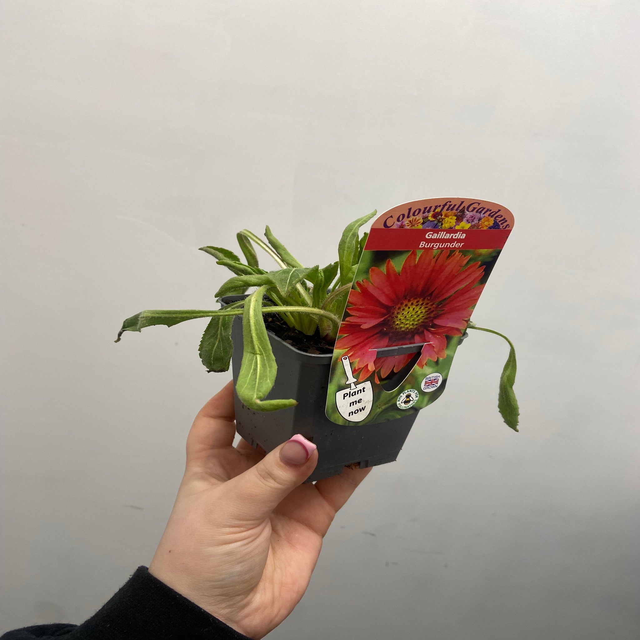 Gaillardia 'Burgunder' 9cm Pot