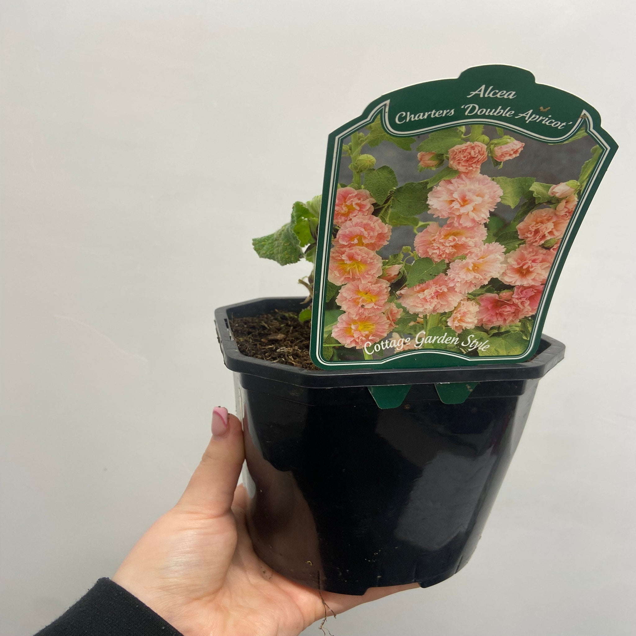 Hollyhock (Alcea) 'Chater's Apricot ' 9cm/1.5L/2L