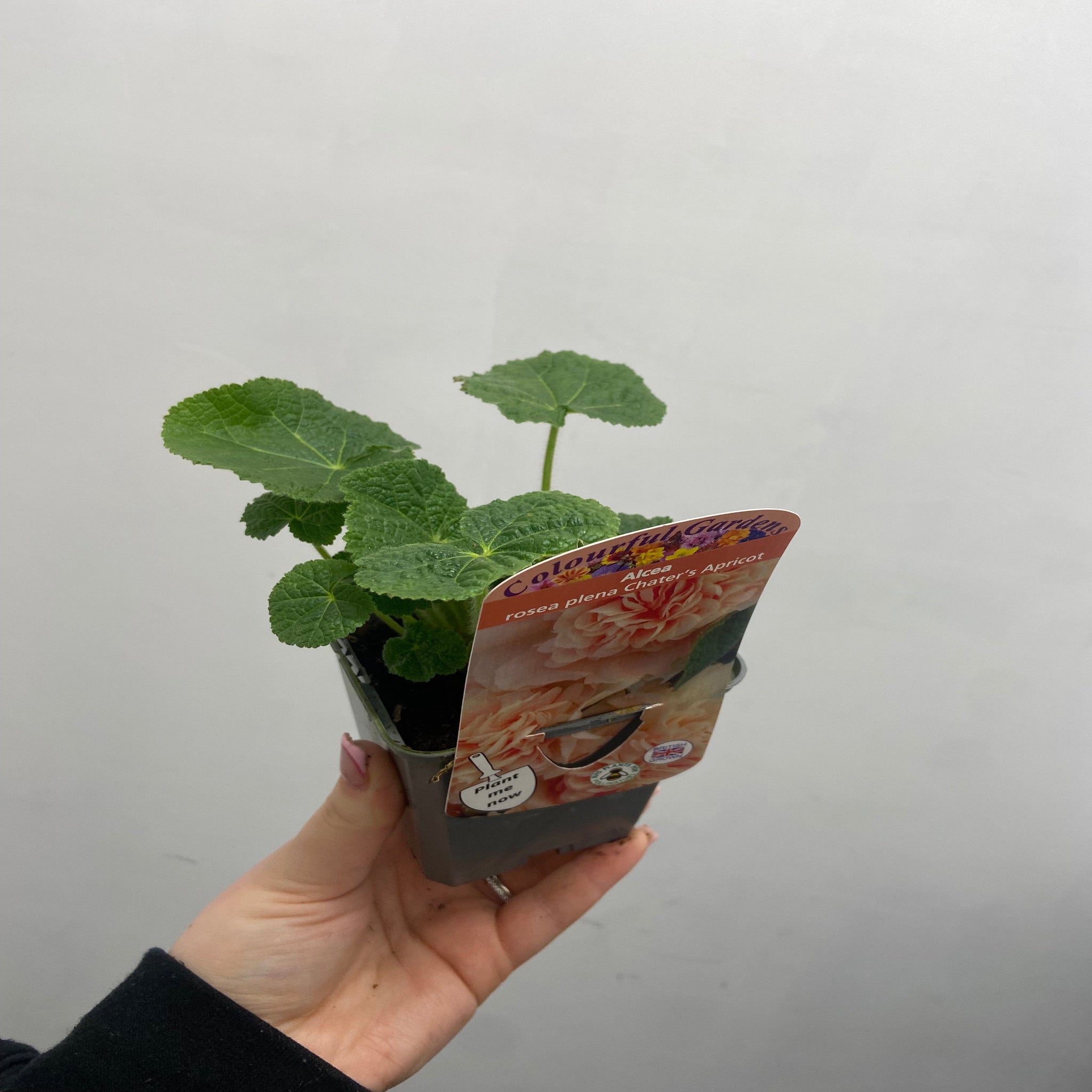 Hollyhock (Alcea) 'Chater's Apricot ' 9cm/1.5L/2L