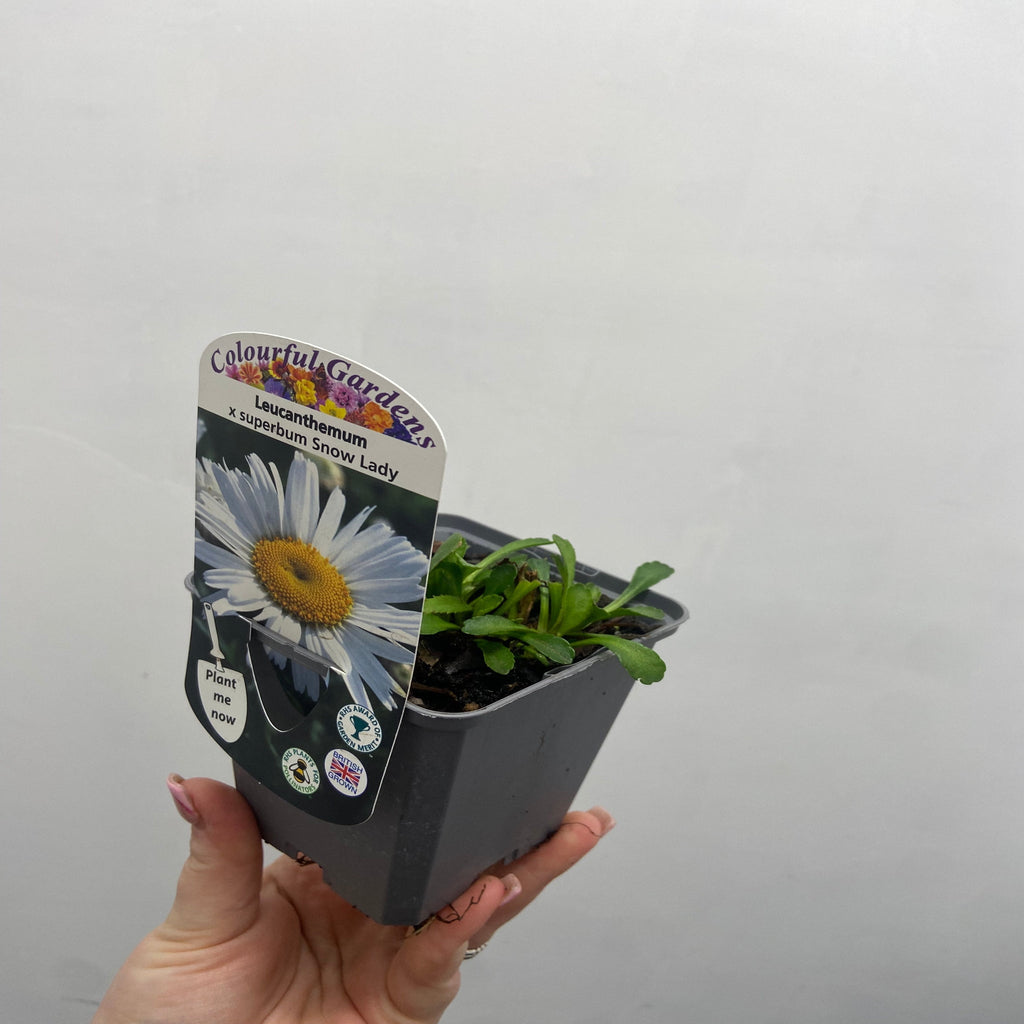 Leucanthemum 'Snow Lady' 9cm/1.5L Growers Pot