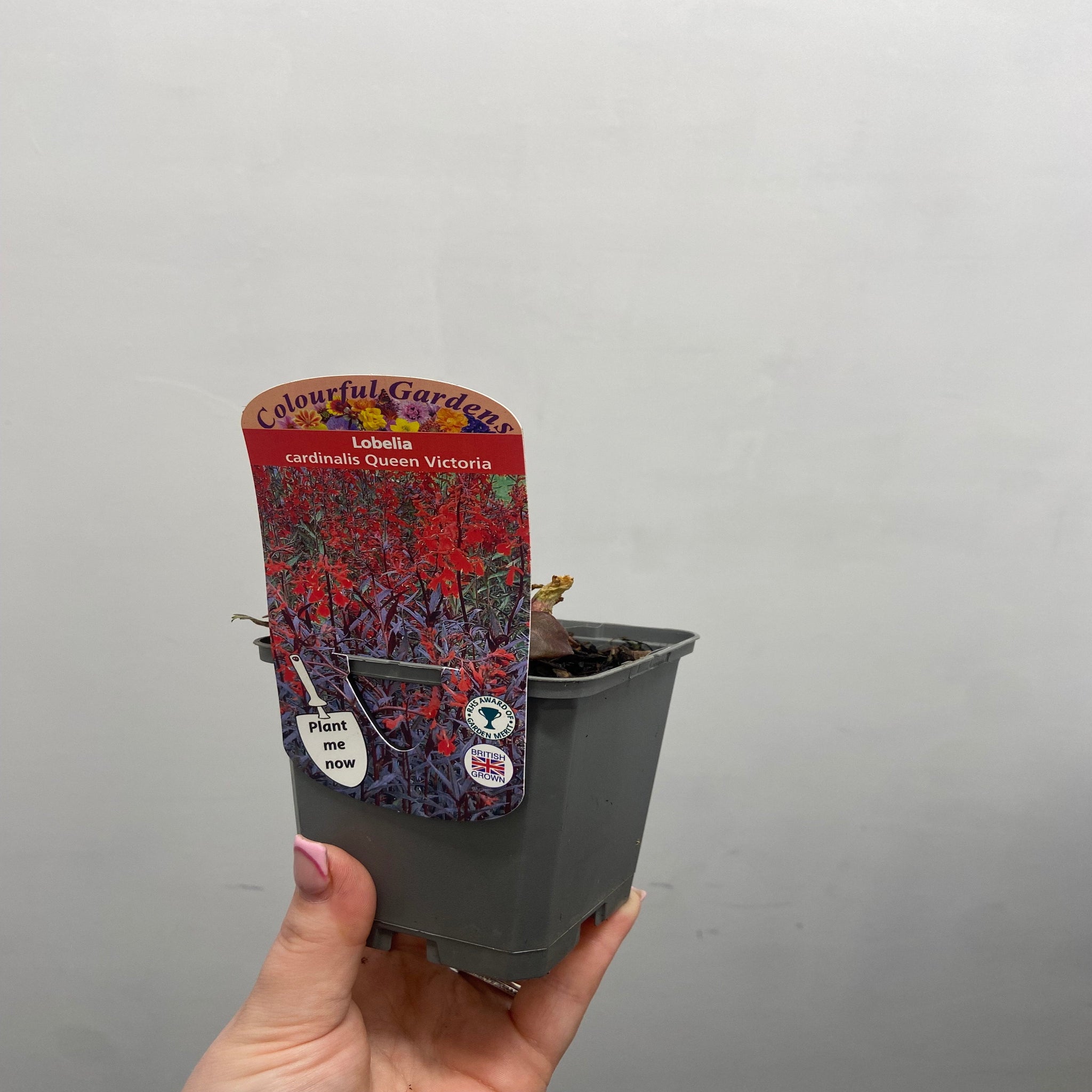 Lobelia cardinalis 'Queen Victoria' 9cm