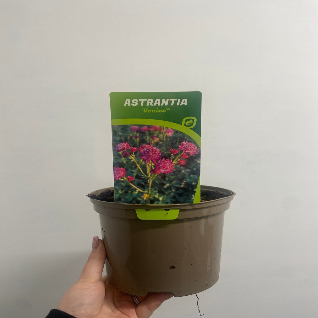 Astrantia major 'Venice' 2L
