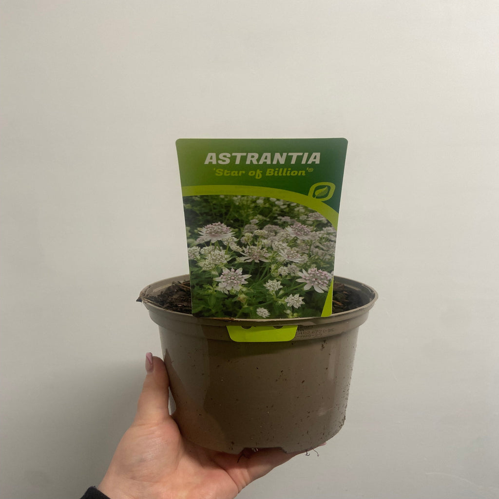 Astrantia 'Star of Billion' 2L
