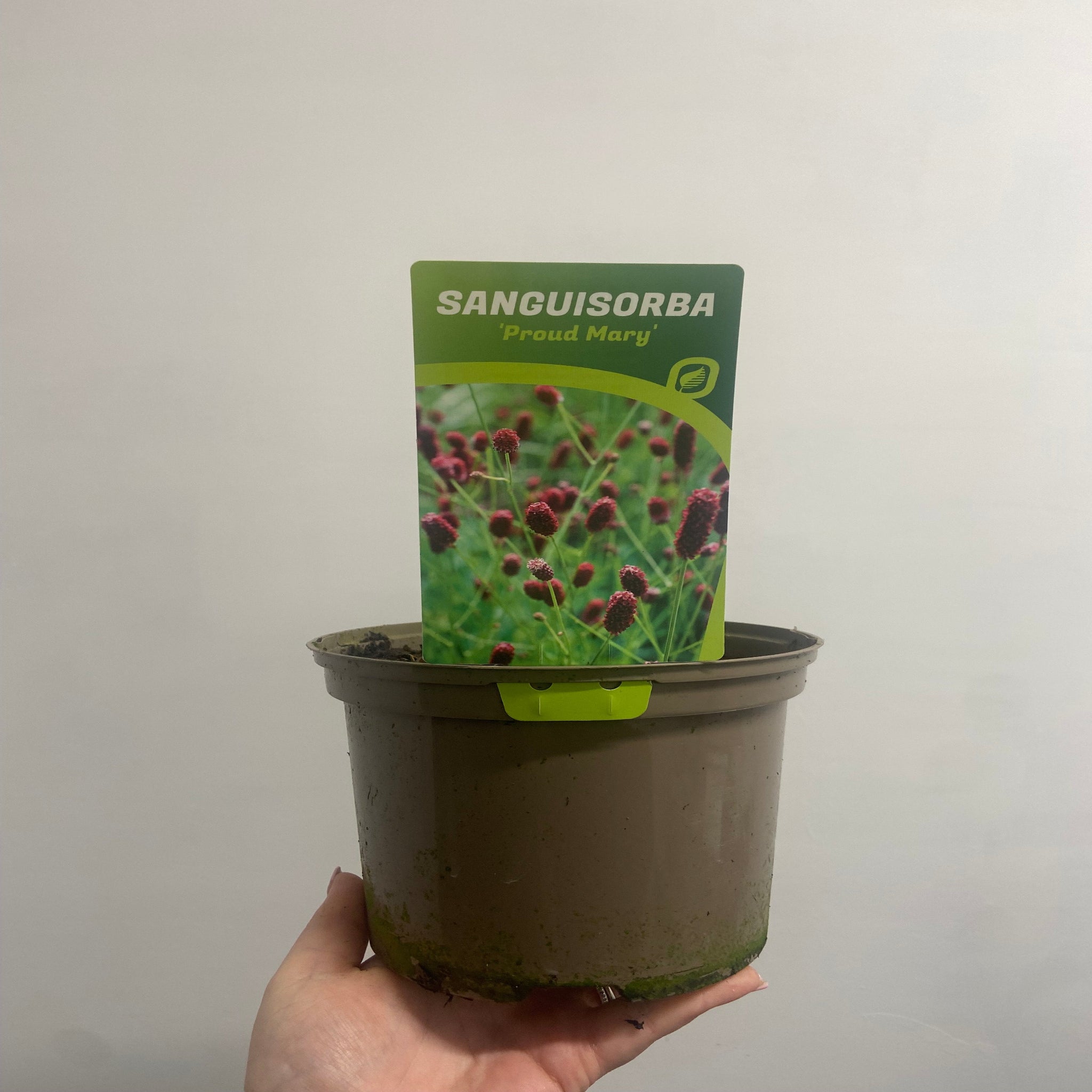 Sanguisorba Proud Mary 2L