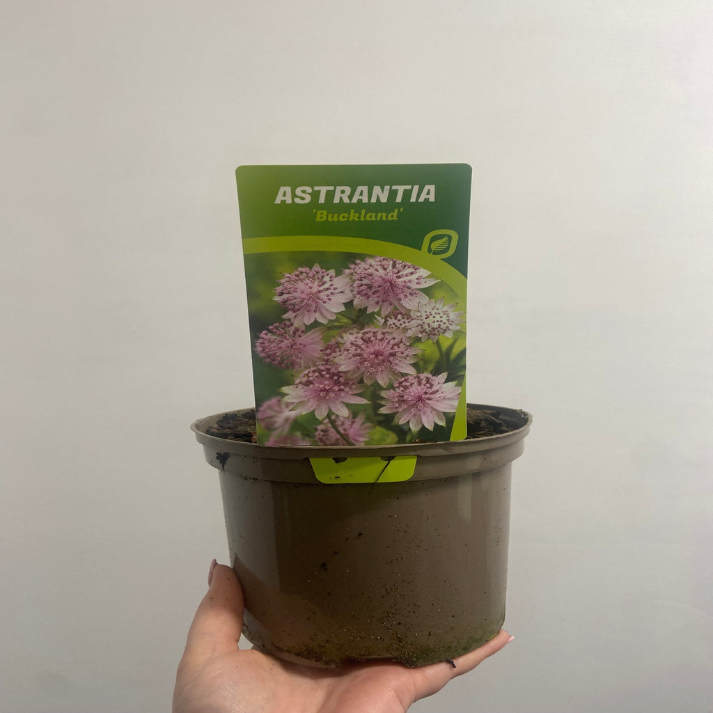 Astrantia major ‘Buckland' 2L
