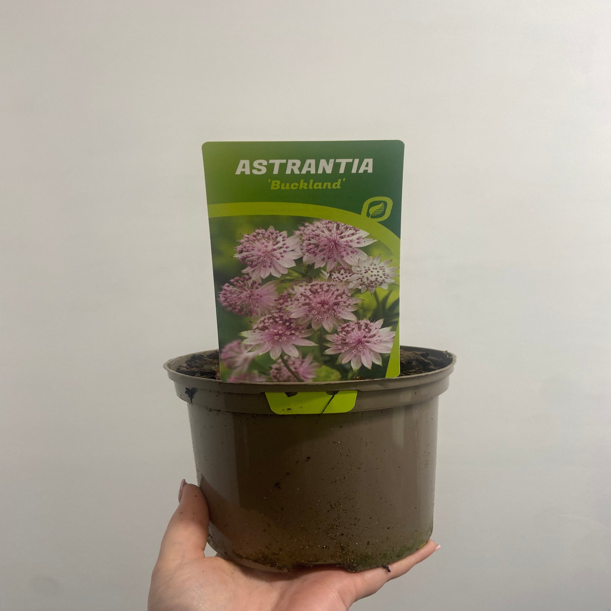 Astrantia major ‘Buckland' 2L