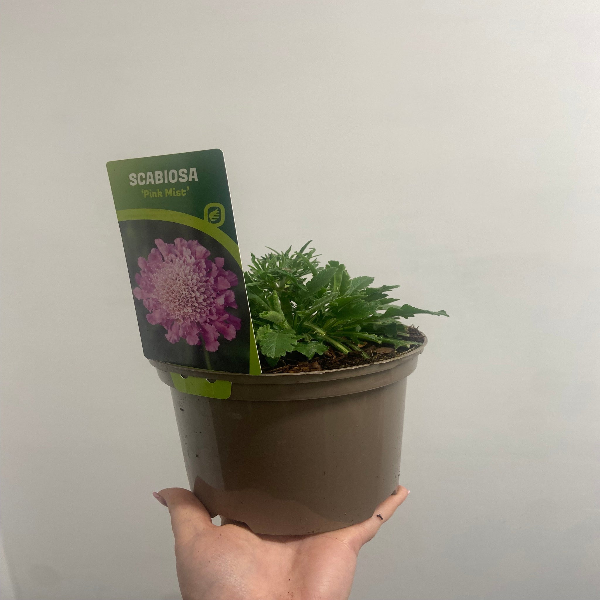 Scabious 'Pink Mist' 9cm/2L
