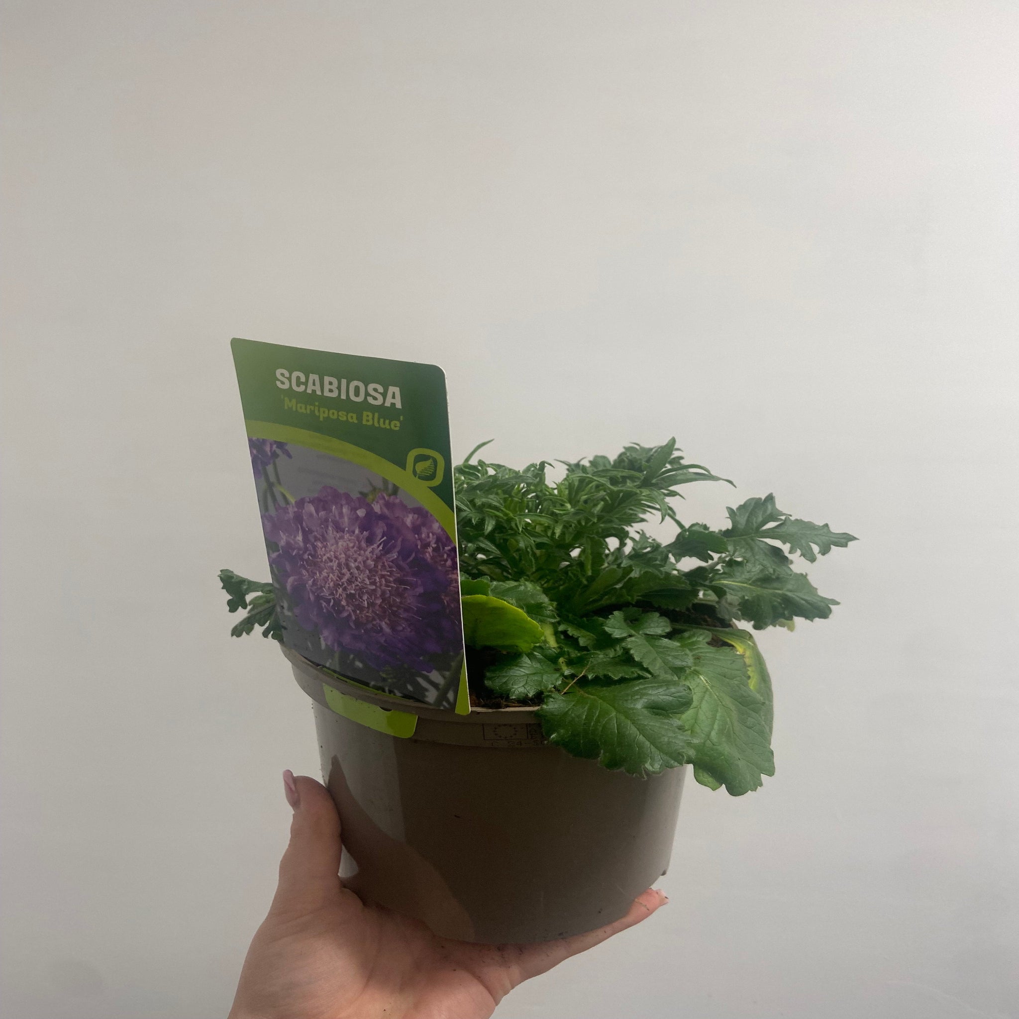 Scabious Butterfly Blue 9cm/2L