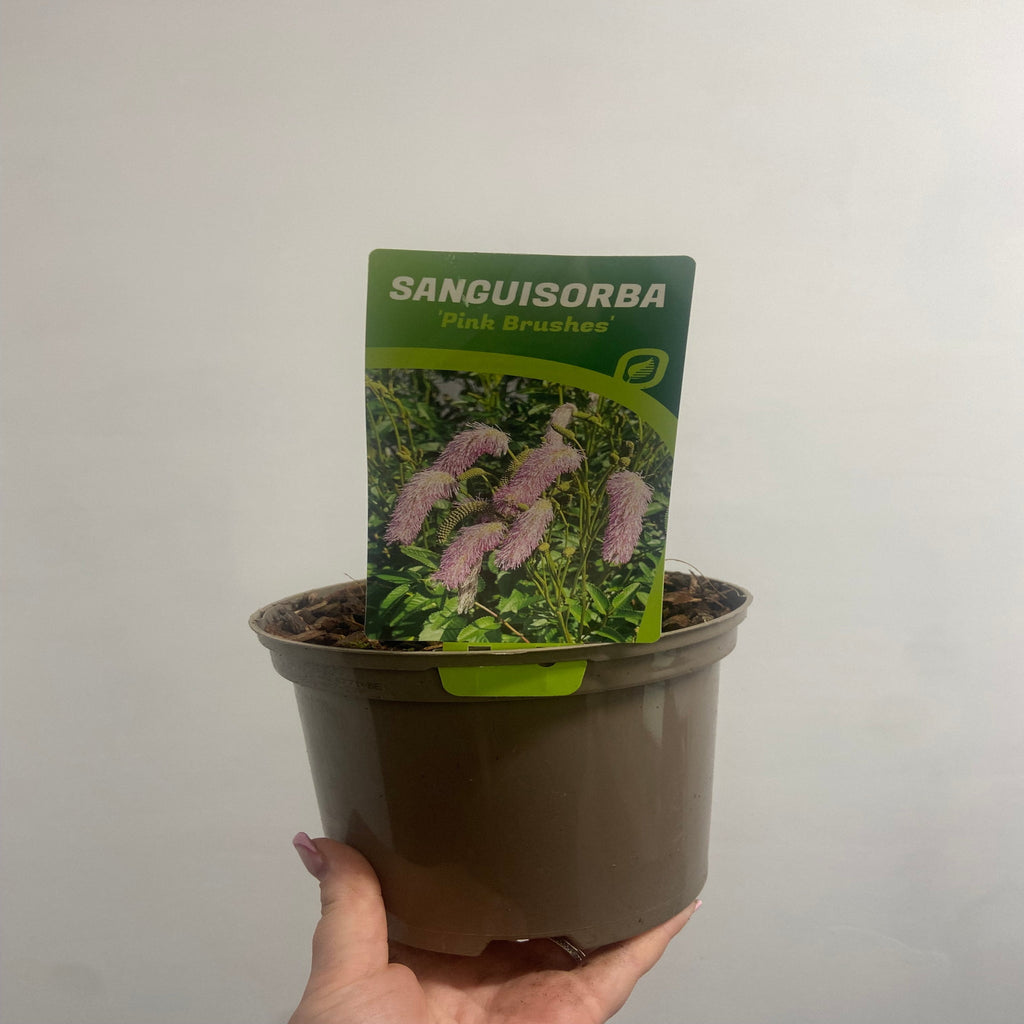 Sanguisorba Pink Brushes 2L