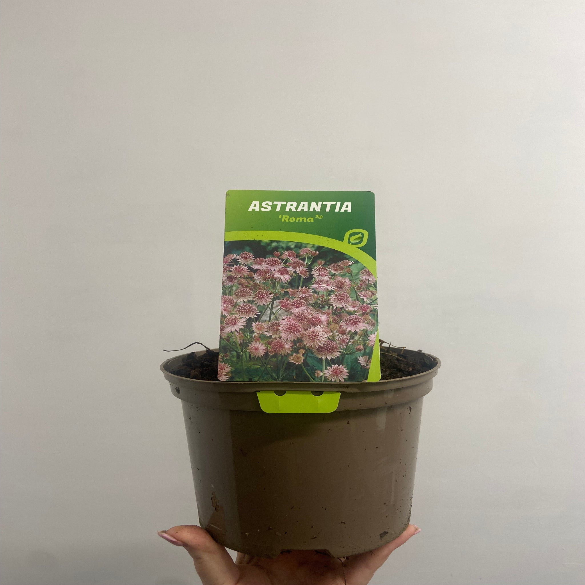 Astrantia Roma 9cm/2L