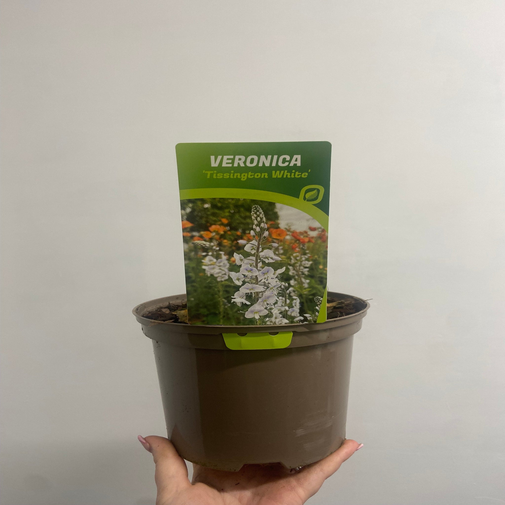 Veronica 'Tissington White' 2L