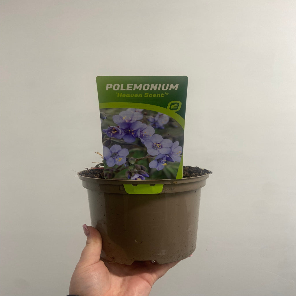 Polemonium 'Heaven Scent' (Jacobs Lader)  9cm/2L