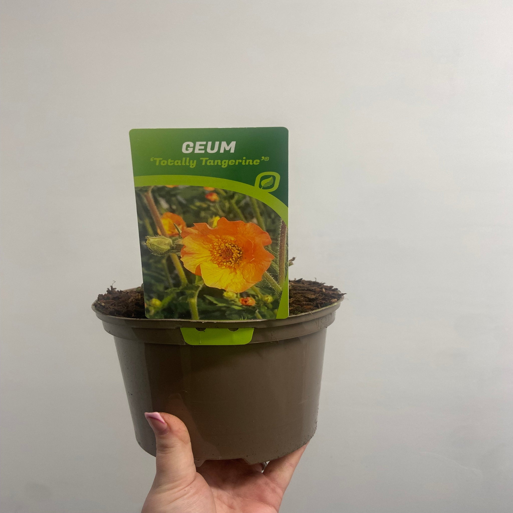 Geum 'Totally Tangerine' 2L