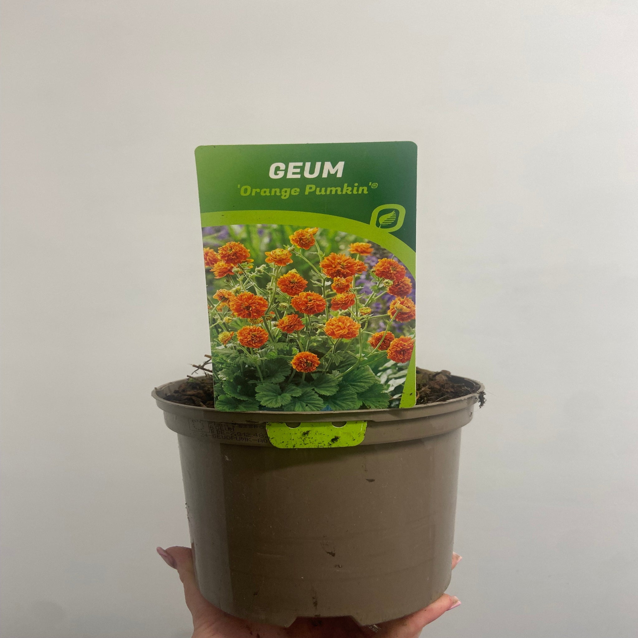Geum 'Orange Pumpkin' 2L