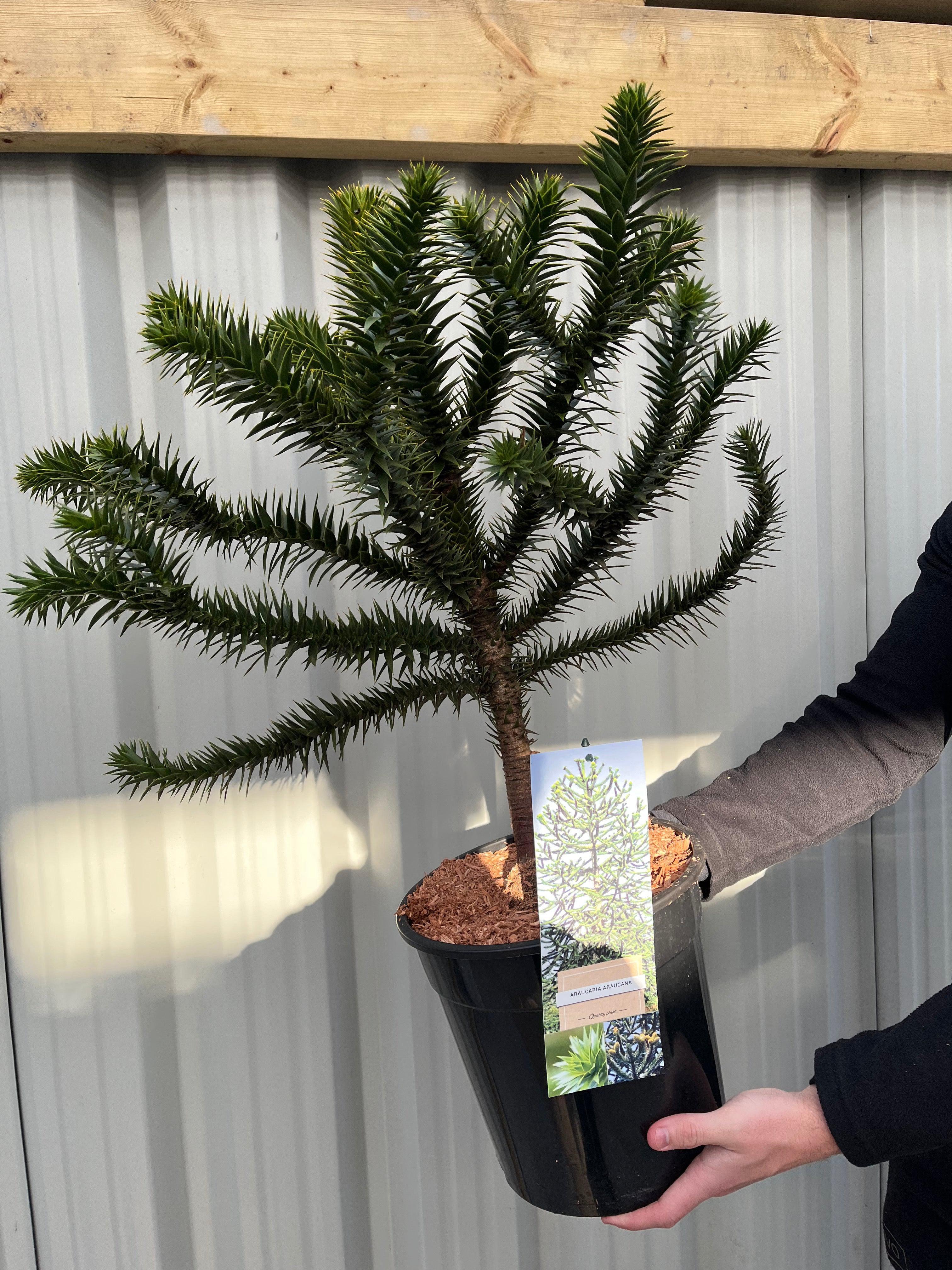 Araucaria Araucana Monkey Puzzle Tree  | Large Tree | 7.5L Pot | Height including pot 70-80cm