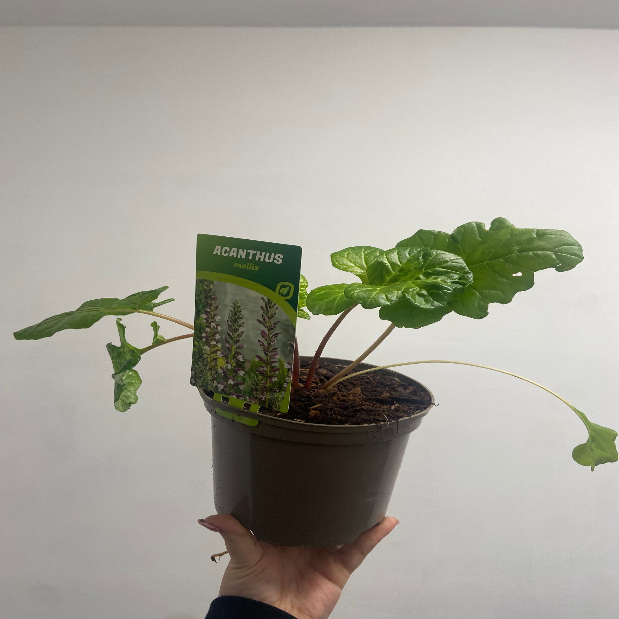 Acanthus mollis  2L