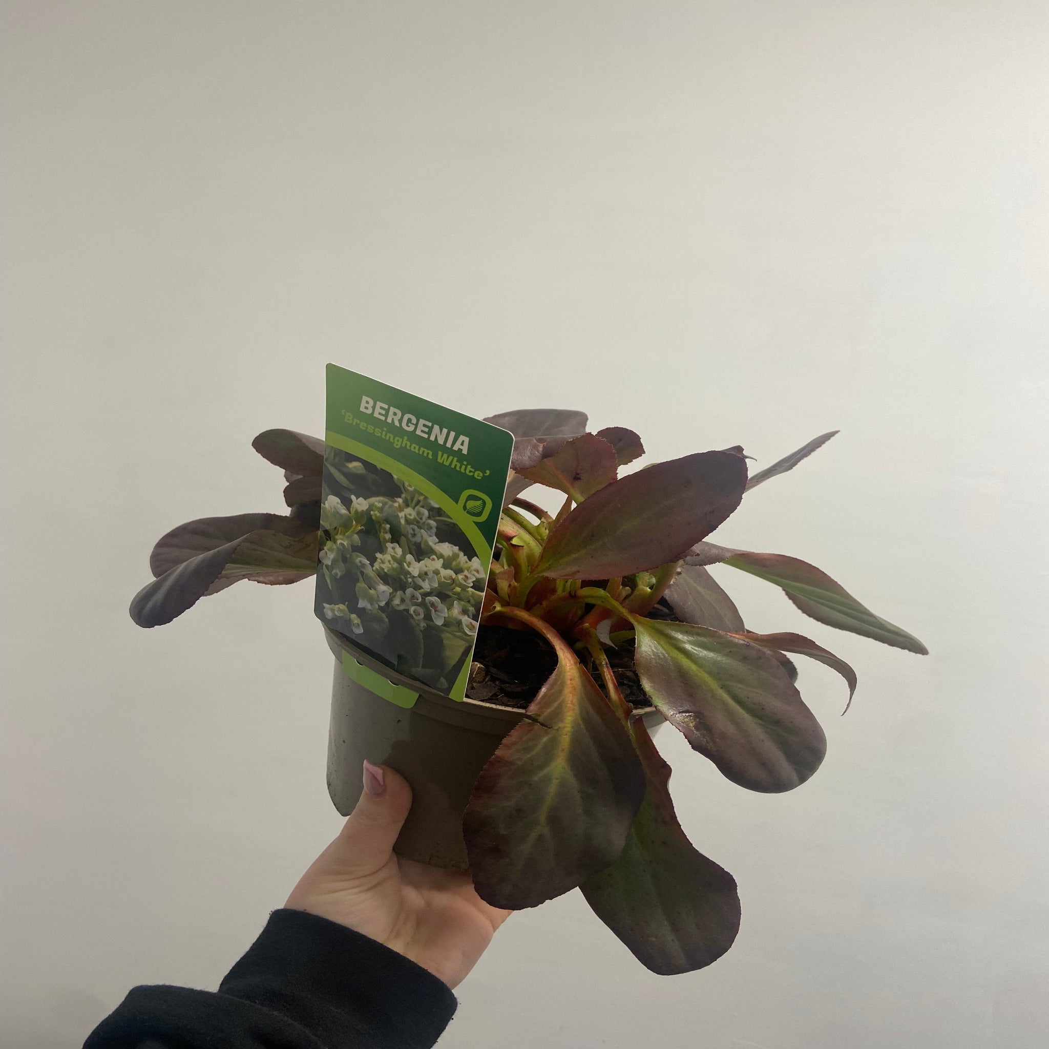 Bergenia Bressingham White 2L