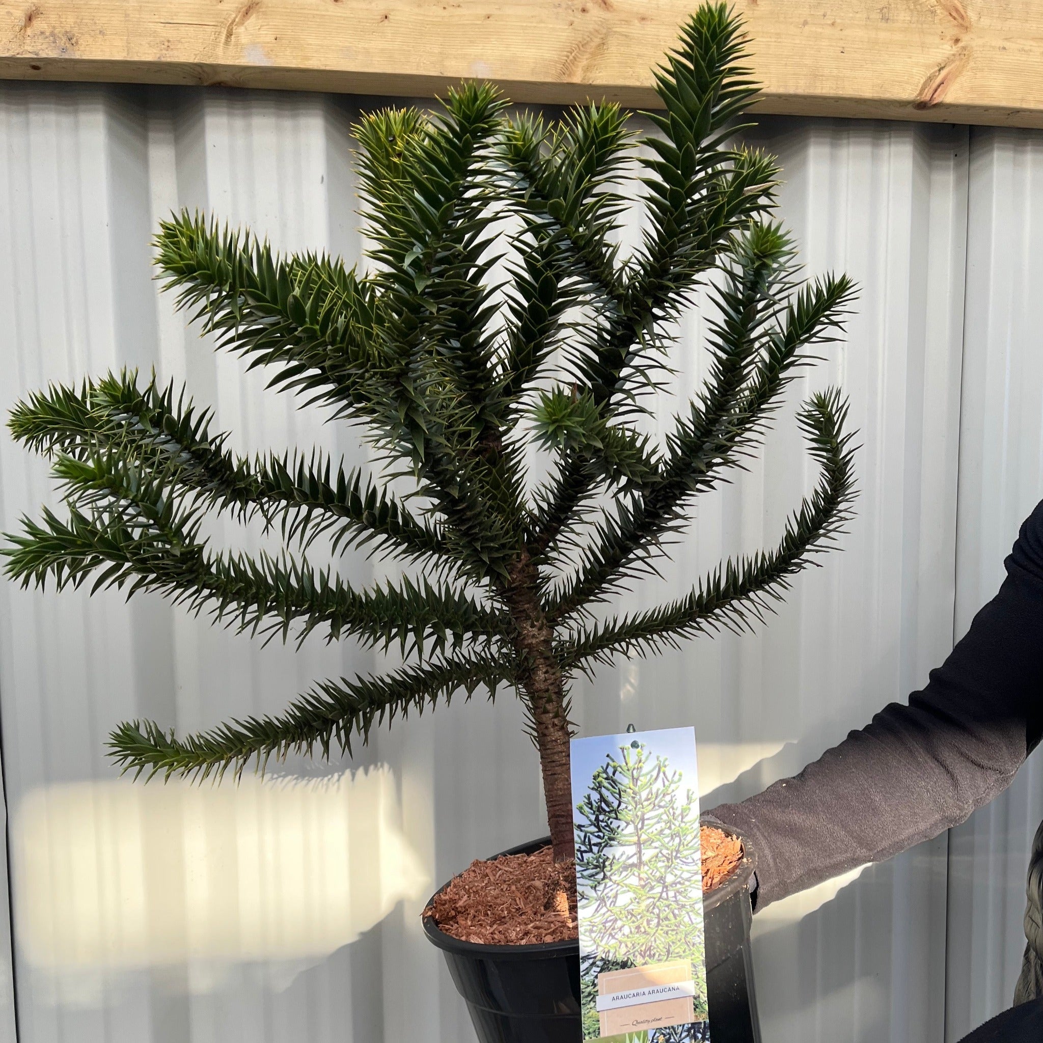 Araucaria Araucana | Monkey Puzzle Tree