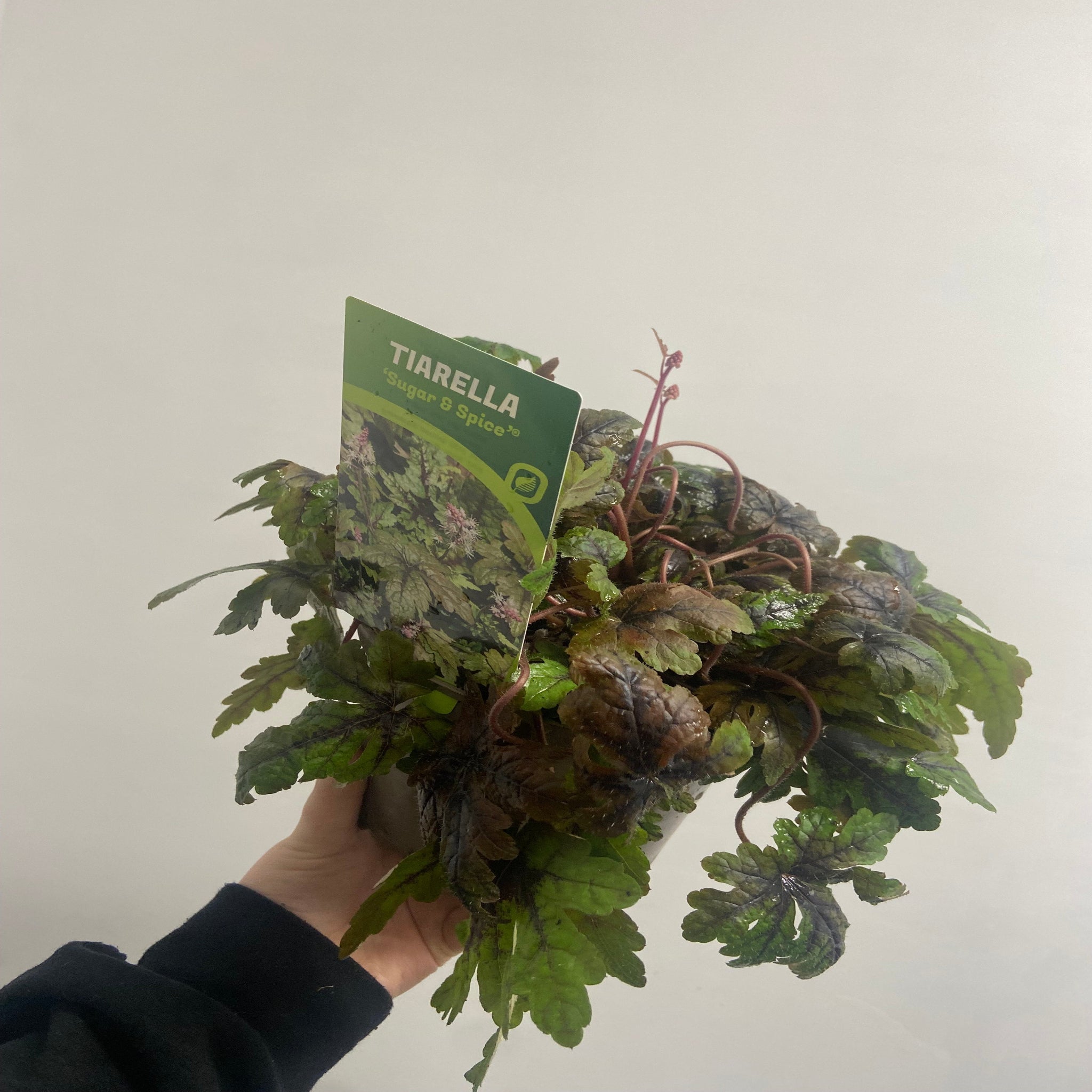 Tiarella 'Sugar and Spice' 2L