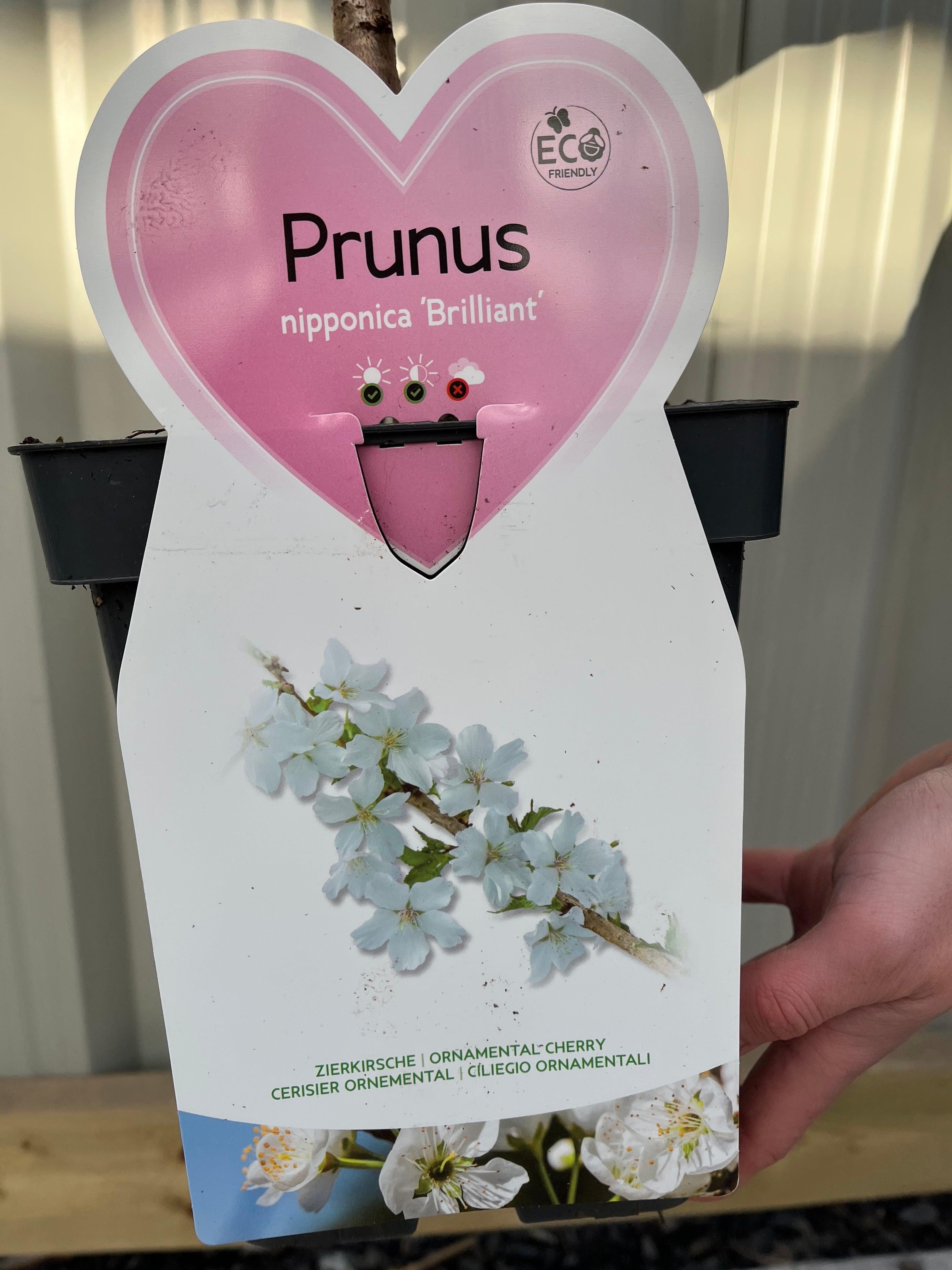 Ornamental Flowering Cherry Blossom Dwarf Tree -  Nipponica ‘Brilliant' (2 Sizes Available)