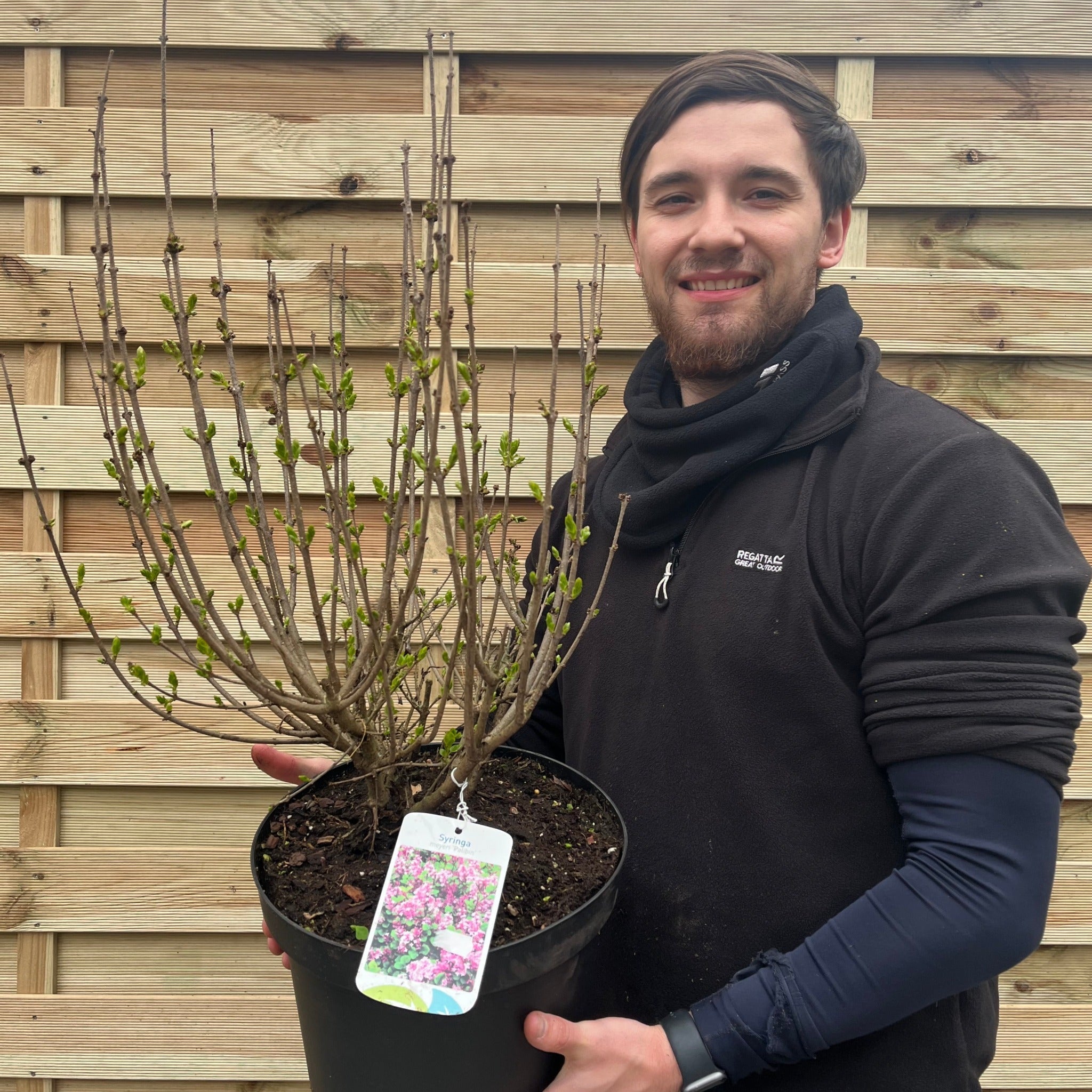 Syringa meyeri 'Palibin' (Lilac) 7.5L