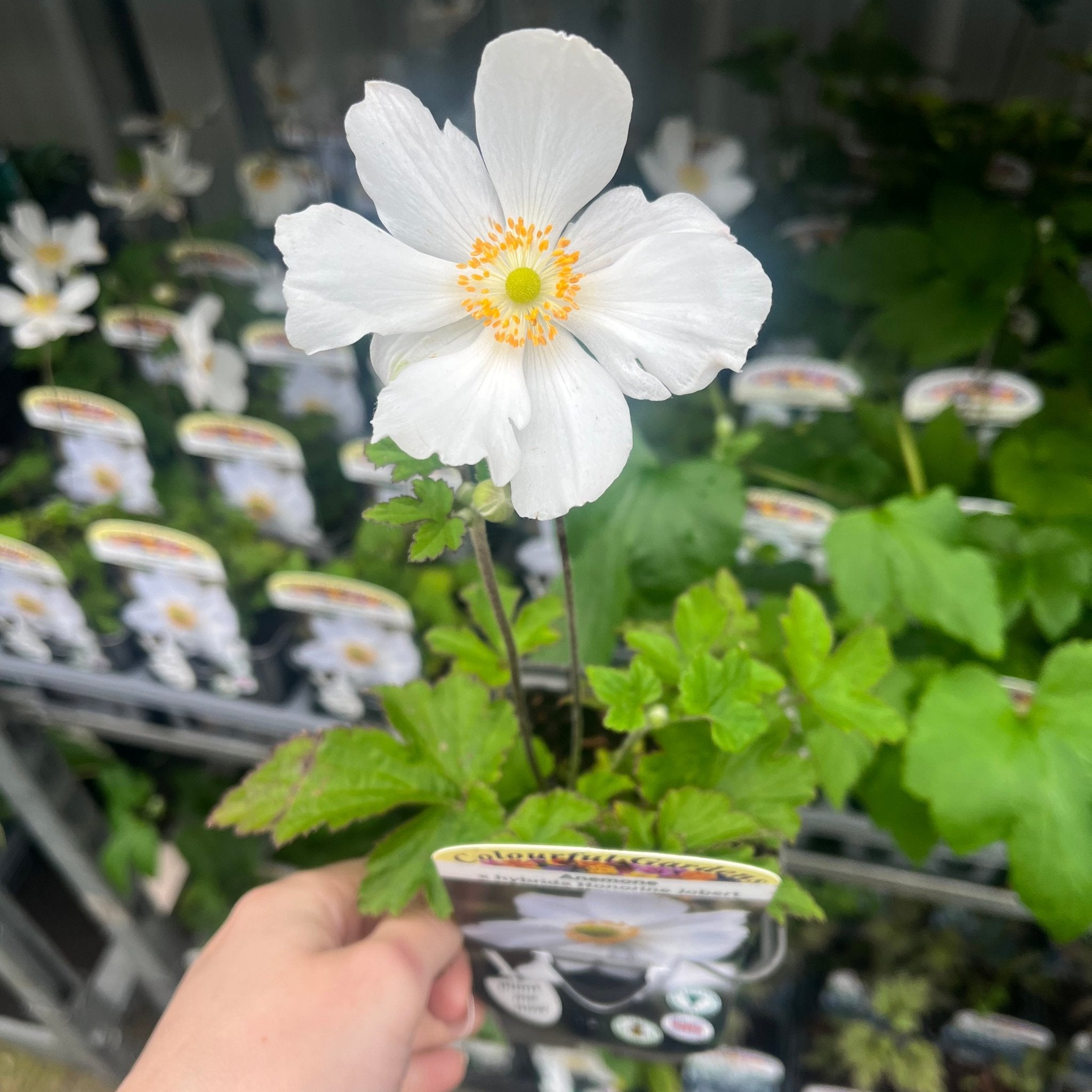 Anemone hybrida Honorine Jobert 9cm - 2L