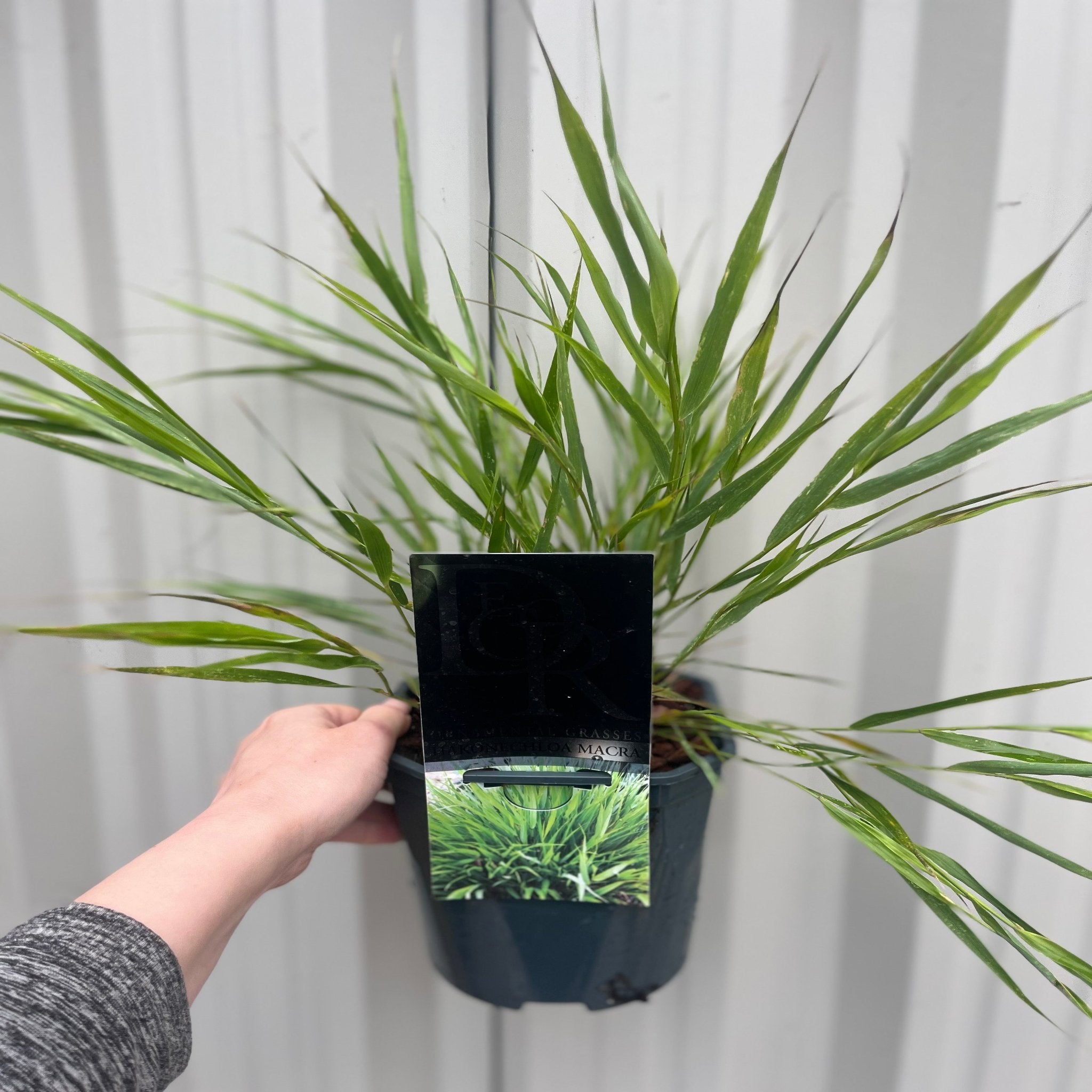 Hakonechloa macra Grass 9cm / 2L