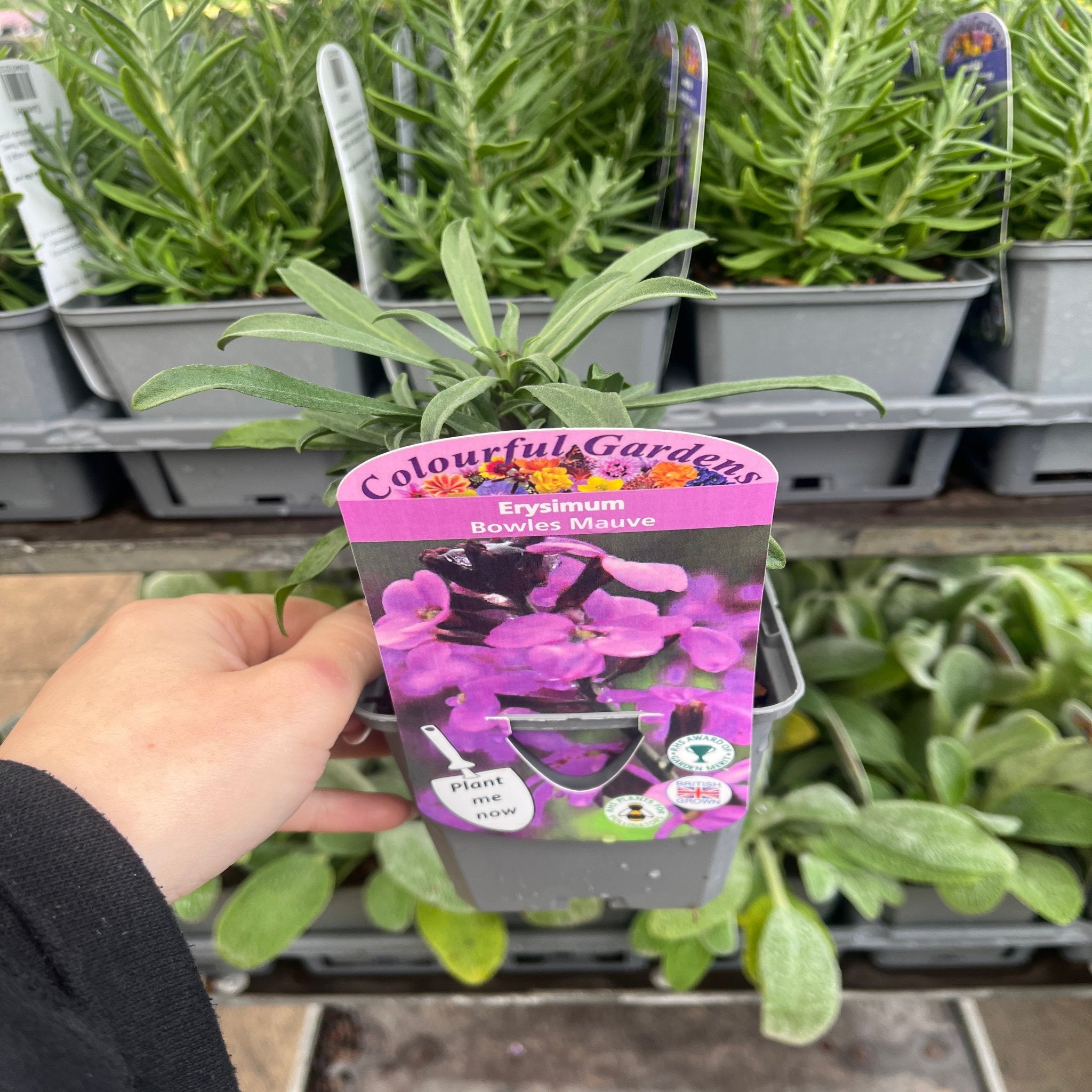 Erysimum 'Bowles Mauve' (Three Sizes Available)