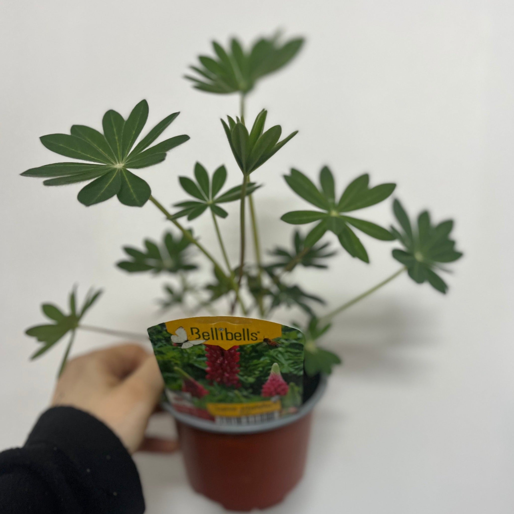 Lupin polyphyllus Rose 1.5L