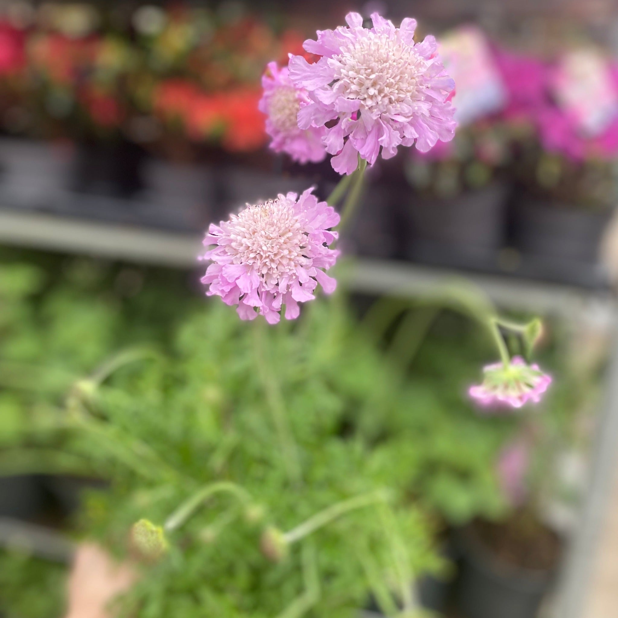 Scabious 'Pink Mist' 9cm/2L