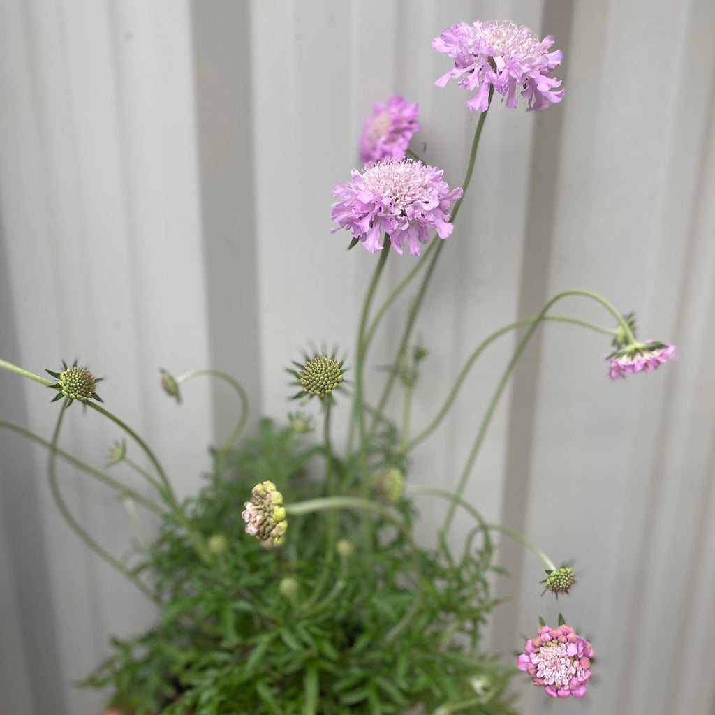 Scabious 'Pink Mist' 9cm/2L