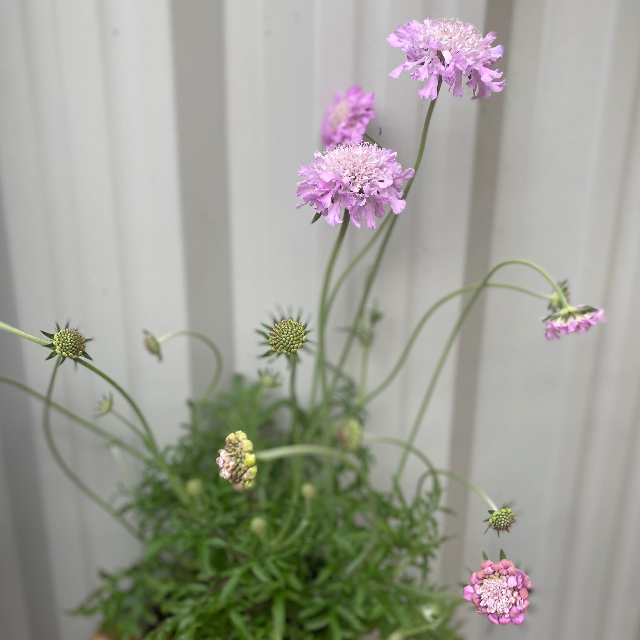 Scabious 'Pink Mist' 9cm/2L
